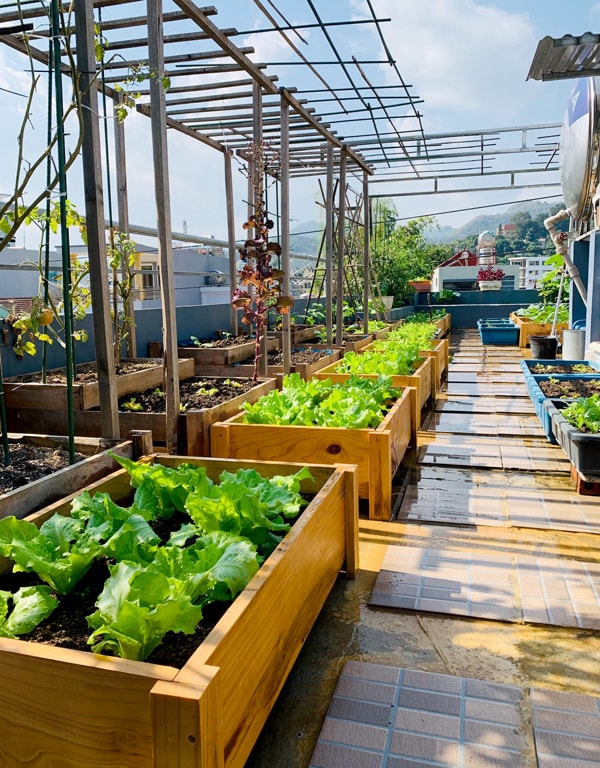 Vườn trồng rau trên sân thượng
